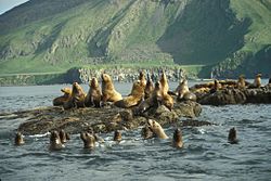 Amak Island, Steller's Sea Lion haul out