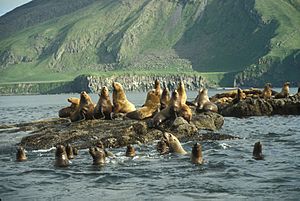 Amak Island, Steller's Sea Lion haul out