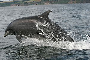 Bottlenose dolphin cromarty firth 2006