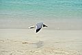 Caneel Bay Seagulls By Caneel Beach 15