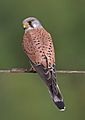 Common kestrel falco tinnunculus-2
