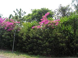 Cool climate for flowers in Ataco, El Salvador