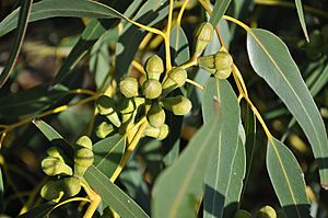 Eucalyptus gomphocephala frutos