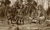 Logging wheels 1915