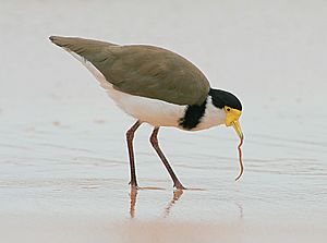 Masked Lapwing with worm