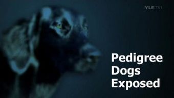 Pedigree Dogs Exposed.jpg