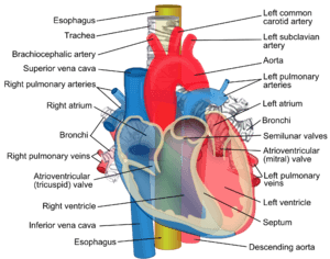Relations of the aorta, trachea, esophagus and other heart structures