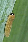 Rhadinoceraea micans larva on Iris pseudocarus 02