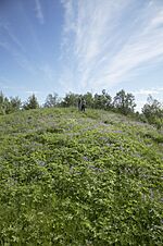 Two people on the top of the hill, covered by flowers