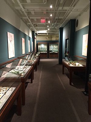 The front view of Harvard's temporary exhibit which, for the first time, displayed both the Blaschka's Glass Flowers and marine invertebrates in together