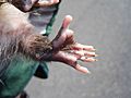 Virginia opossum opposable thumb