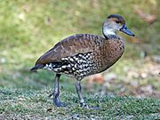 West Indian Whistling-Duck (Dendrocygna arborea) RWD4.jpg