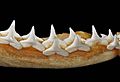 Carcharhinus falciformis lower teeth