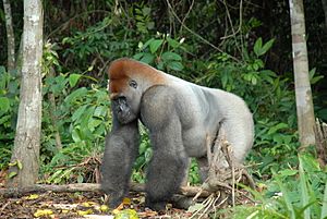 Gorilla gorilla04