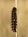 Macrothylacia rubi caterpillar with parasitoid larvae - Niitvälja bog