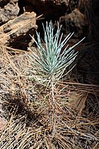 Pinus canariensis kz15