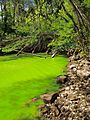 Potomac green water