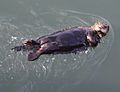 Sea Otter kuchang kushiro hokkaido