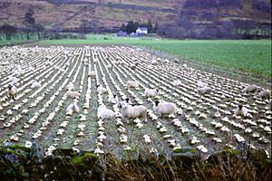 Sheep in turnip field, Auchindrain, Argyll