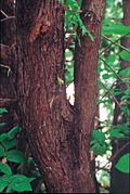 Thuja occidentalis trunk