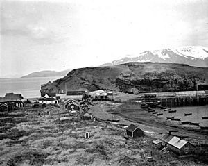Union Fish Co's codfish station, Pirate Cove, Popof Island, Alaska, May 1913 (COBB 287)
