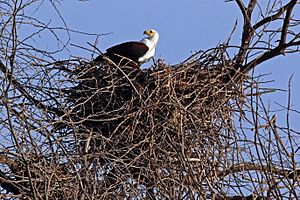 African fish eagle (Haliaeetus vocifer) on nest