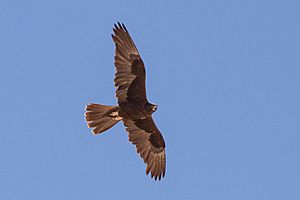 Black Falcon (Falco subniger) (8079582838)