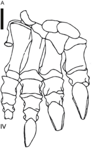 Blikanasaurus pes.png