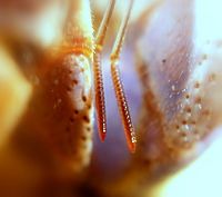 Caribbean hermit crab Antennule