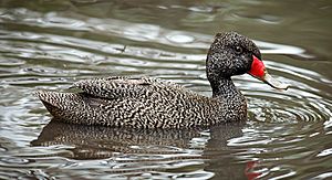 Freckled-Duck-male