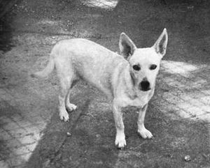 Hawaiian Poi Dog from Jack L. Throp's program, c. 1969