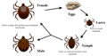 Life cycle of ticks family ixodidae