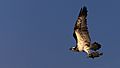 Osprey in flight with a fish kill