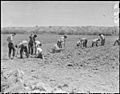 Parker, Arizona. Parker High School students start a test planting of guayule on the Colorado River . . . - NARA - 536252