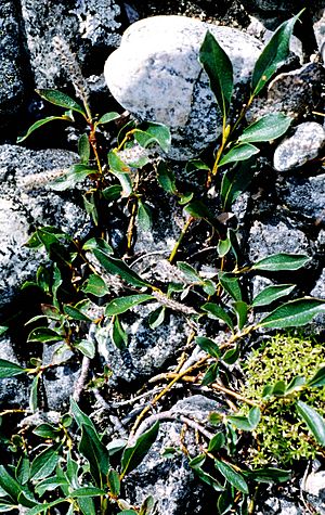 Salix planifolia 2001-07-15.jpg