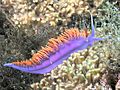 Spanish Shawl nudibranch, Channel Islands, California