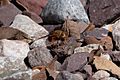 Tachinid Fly Huachuca Canyon Sierra Vista AZ 2018-09-09 10-20-01 (44765280285)