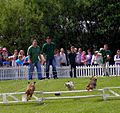 Terrier Racing,Royal Highland Show - geograph.org.uk - 1375409