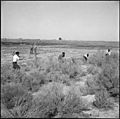 Topaz, Utah. A group of volunteer agricultural workers clearing virgin land of sagebrush and wild g . . . - NARA - 538689