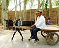 Uyghur man on his donkey cart. Kashgar
