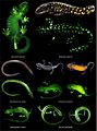 Biofluorescent patterns across salamander diversity and anatomy - 41598 2020 59528 Fig1