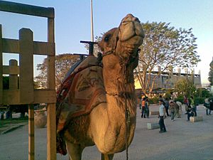 Camel in Jericho (Palestine)