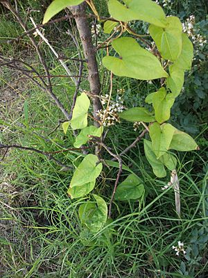 Dioscorea Japonica (Yamaimo) 3.JPG