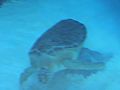 Edgar, a blind green sea turtle at Mote Marine Laboratory 3