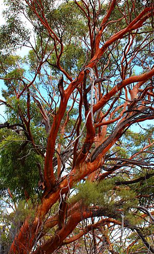 Eucalyptus salubris or Gimlet gum