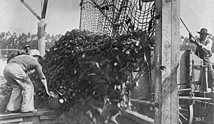 Food Adm. sugar, unloading beets from wagons, Oxnard, (California), factory (cropped)