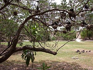 Heron Island, Australia - Black Noddys in a tree