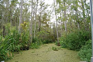Honey Island Swamp, Louisiana (paulmannix)