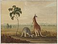 Kangaroos c.1819 SLNSW FL8999009
