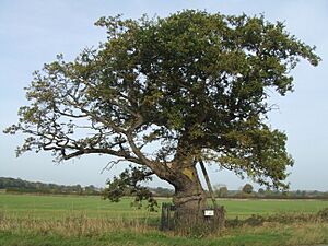 Ketts oak